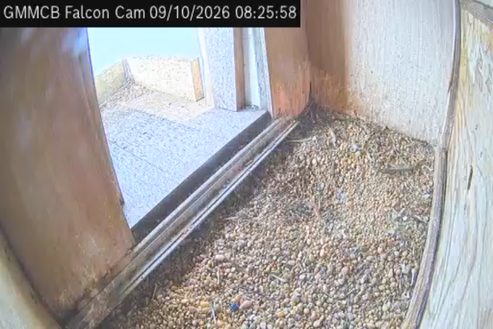 Falcon Camera